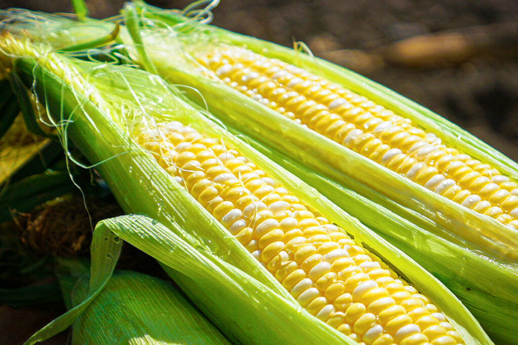 とうもろこし