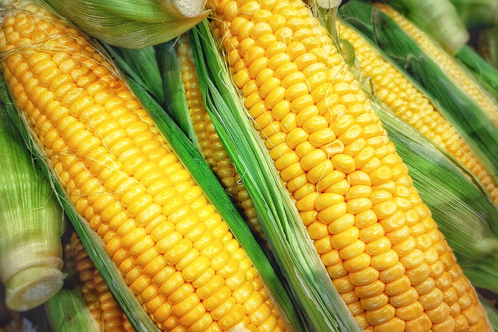 とうもろこし