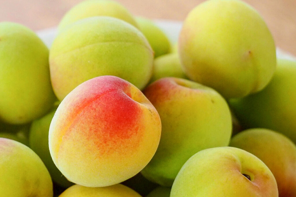 みなべ町でつくる梅