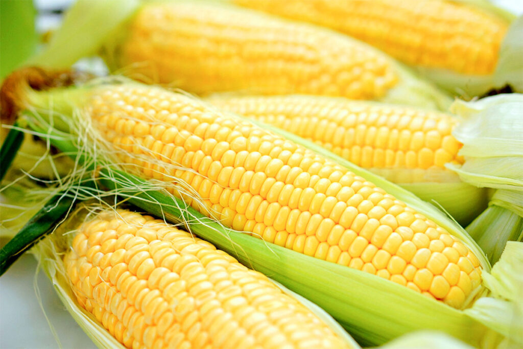 とれたてとうもとこし