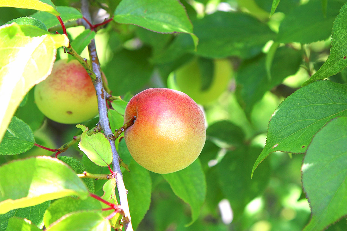 完熟梅（無肥料、減農薬）