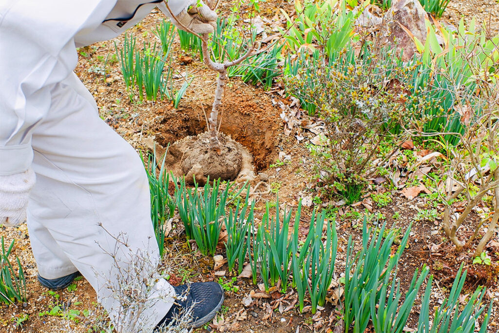 梅の苗を育てる