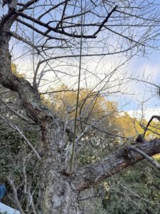 約太さ5mm長さ60cmの緑枝（右）と約太さ2mm長さ25cmの結果枝（左）